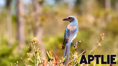 The Florida Scrub-Jay: A Unique Bird Awaiting Recognition